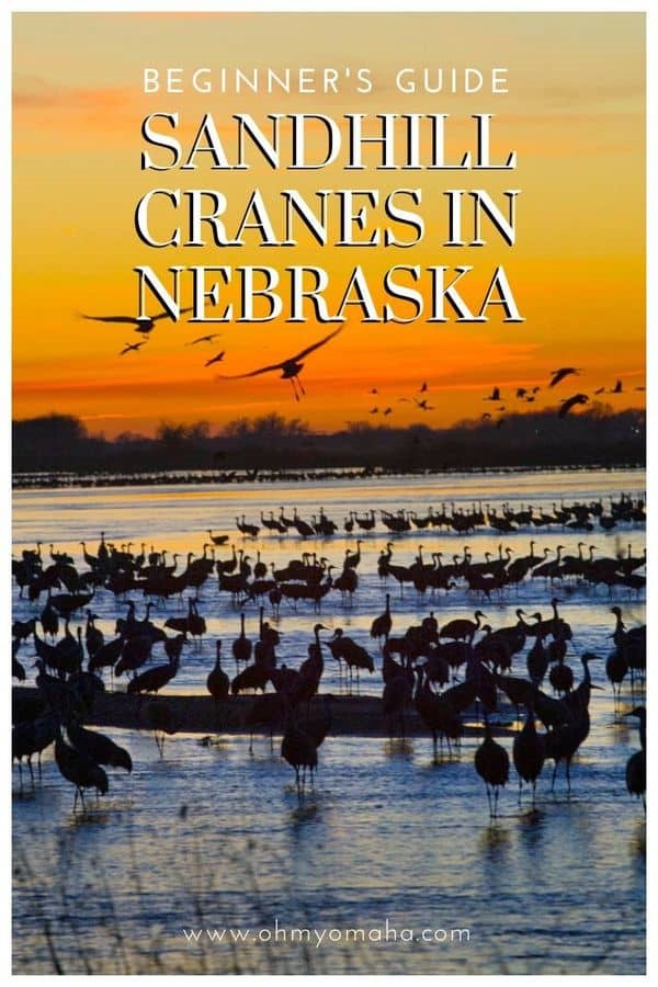 Everything you need to know about the Sandhill Crane migration in Nebraska for 2020 (especially for beginners!) | Where to view the Sandhill Cranes in Nebraska | What events are planned for the Sandhill Crane migration | Best viewing opportunities and tours for bird-watching. #Nebraska #birdwatching #birding #Midwest