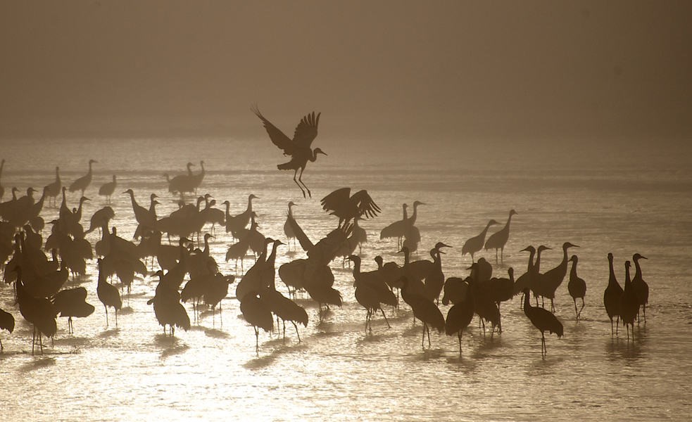 Sandhill cranes at the Crane Trust in Wood River, Nebraska