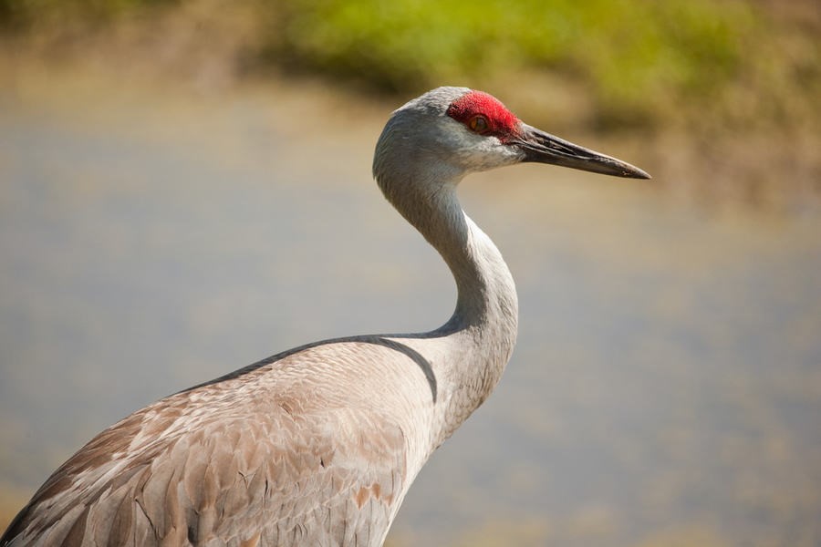 Close-up photo of a sandhill crane in Nebraska
