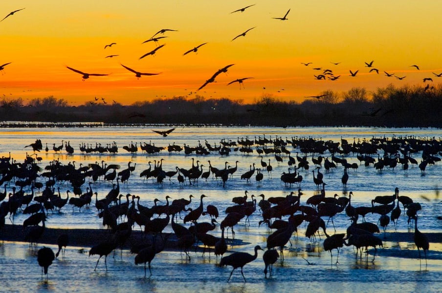 Sandhill cranes resting in Nebraska during their annual migration