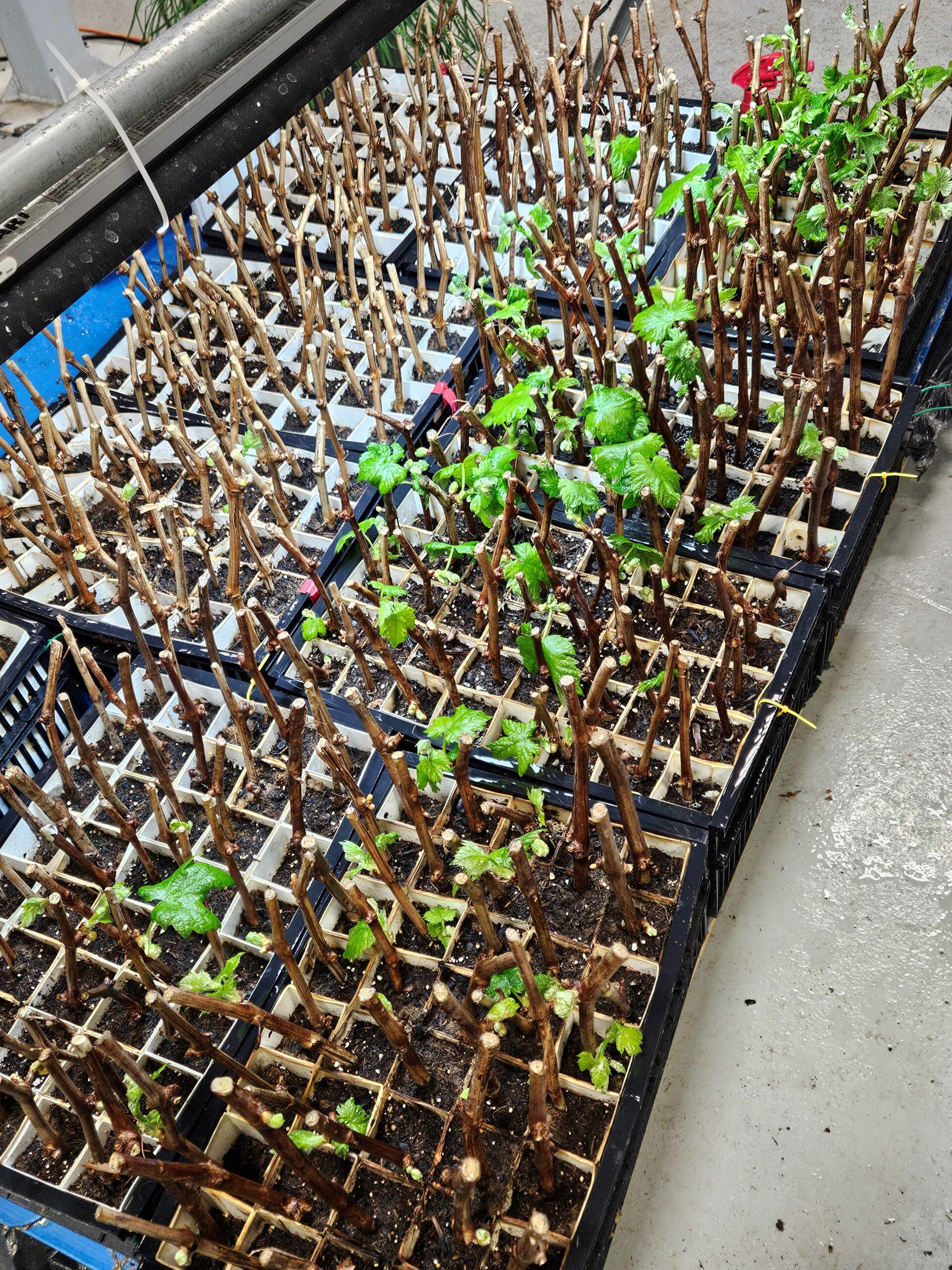 New Dry Reds Varieties In 2024 Miletta Vista Winery